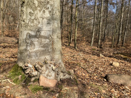 stone-eating beech tree